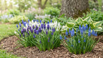 Muscari 'Mixed' - Harding & Bloom