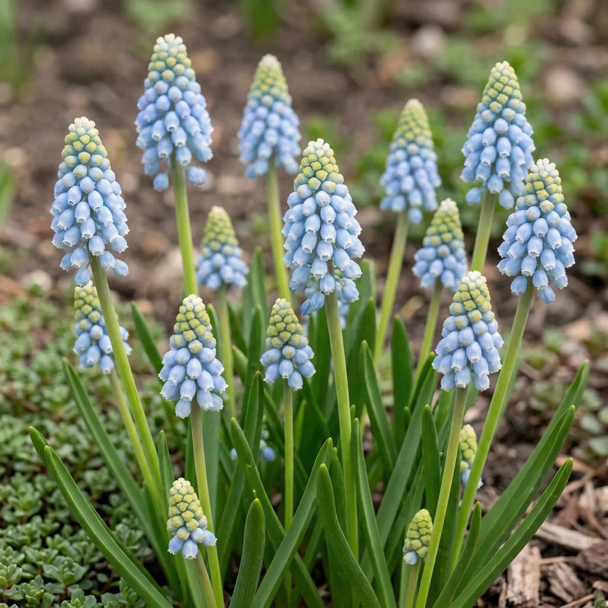 Muscari 'Cool Blues' - Harding & Bloom