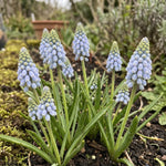 Muscari 'Cool Blues' - Harding & Bloom