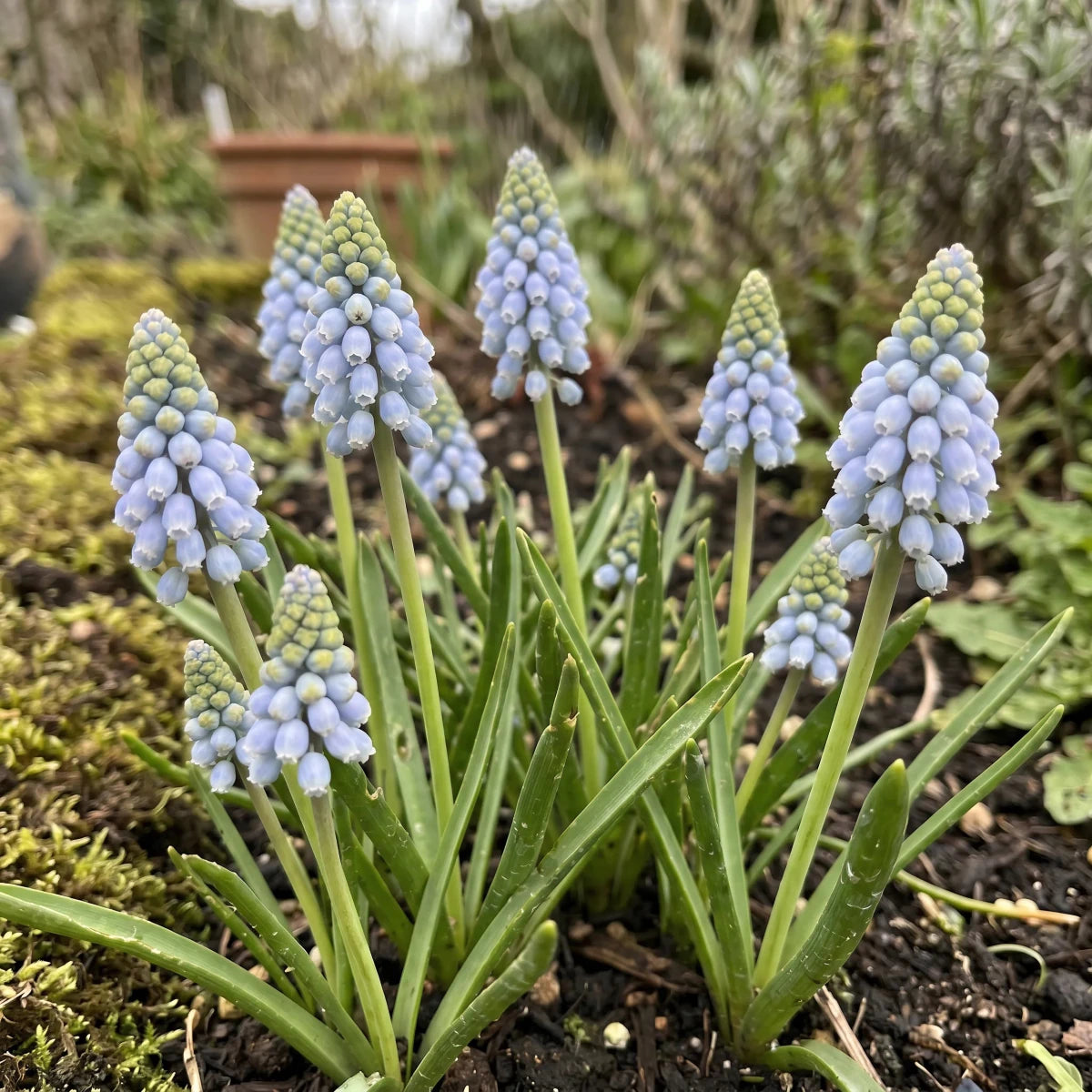 Muscari 'Cool Blues' - Harding & Bloom