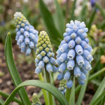 Muscari 'Cool Blues' - Harding & Bloom