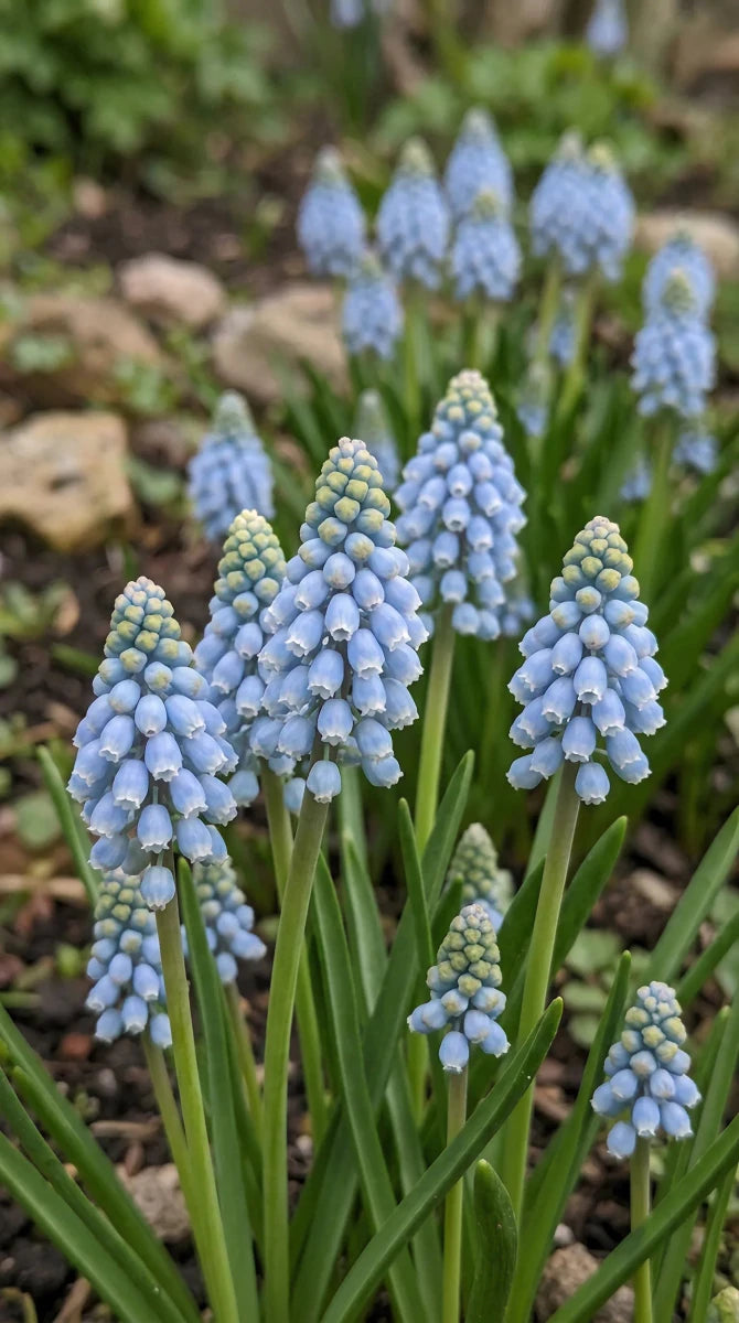 Muscari 'Cool Blues' - Harding & Bloom