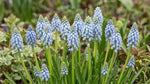 Muscari 'Cool Blues' - Harding & Bloom
