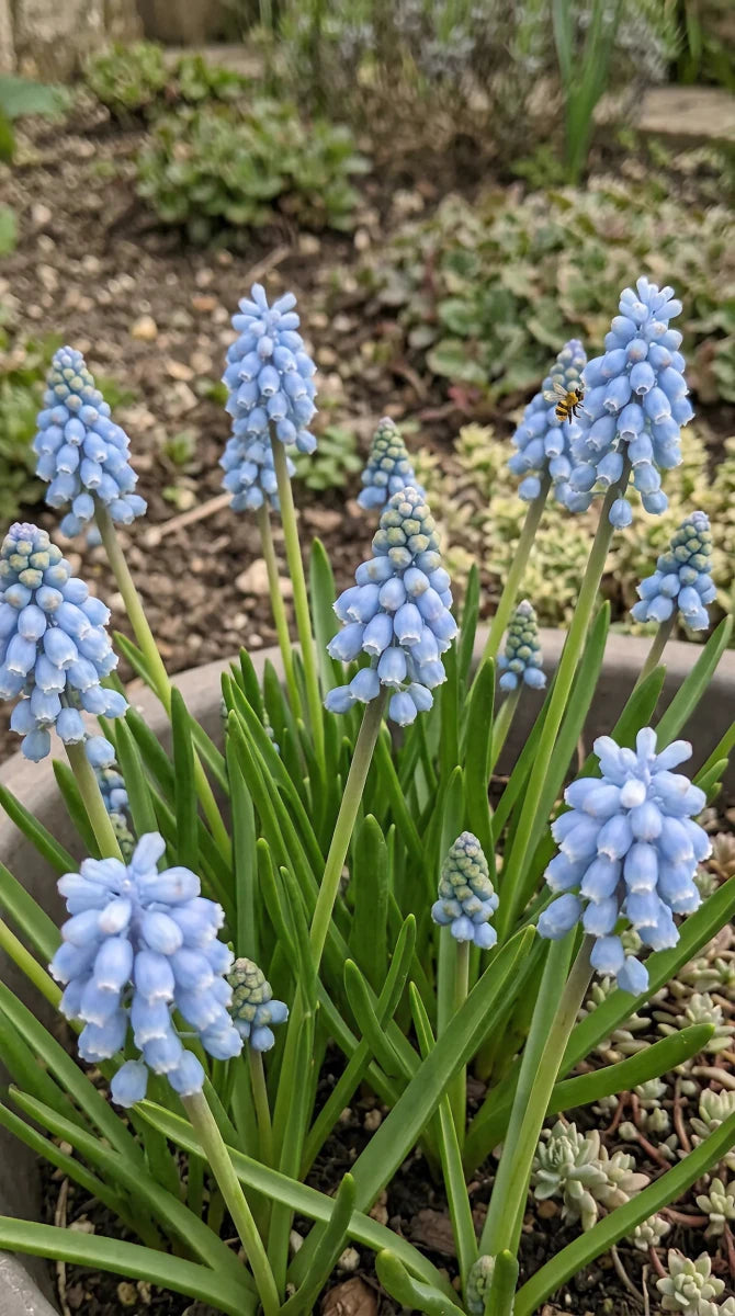 Muscari 'Cool Blues' - Harding & Bloom