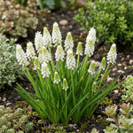 Muscari 'Album' - Harding & Bloom