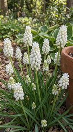 Muscari 'Album' - Harding & Bloom