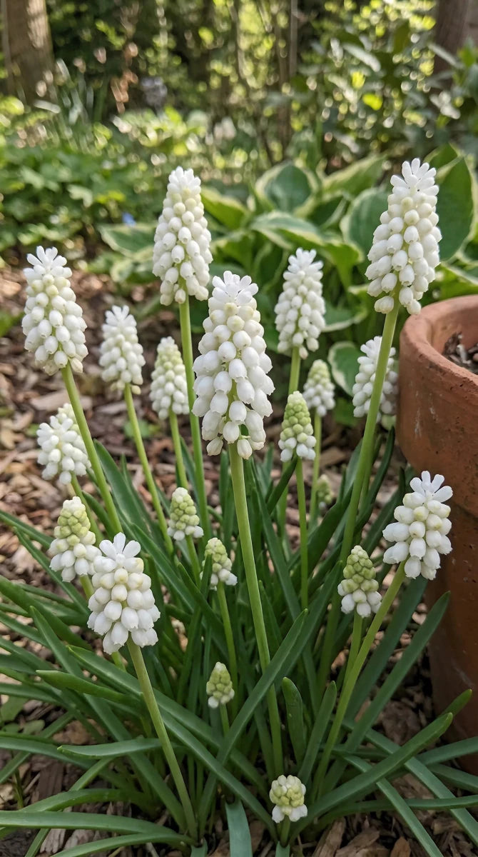 Muscari 'Album' - Harding & Bloom