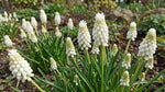 Muscari 'Album' - Harding & Bloom