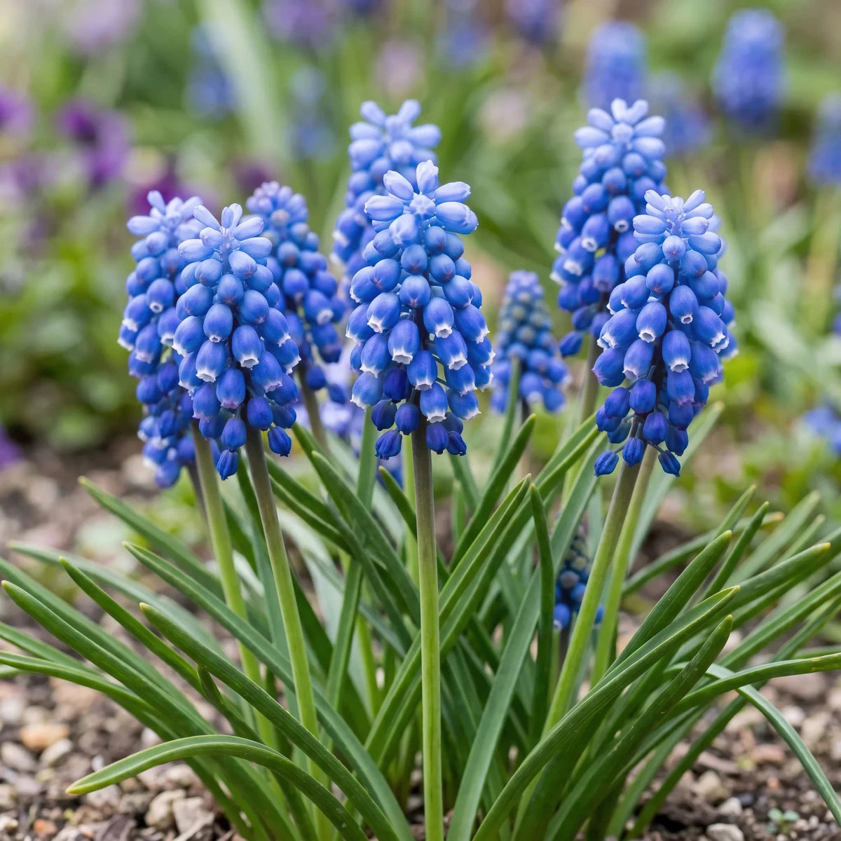 Muscari 'Blue Magic' (grape hyacinth) - Harding & Bloom