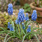 Muscari 'Blue Magic' (grape hyacinth) - Harding & Bloom
