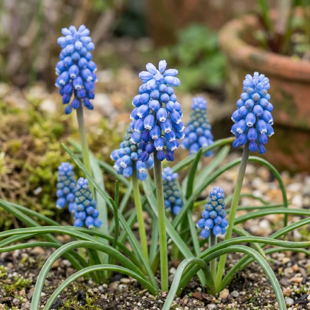 Muscari 'Blue Magic' (grape hyacinth) - Harding & Bloom