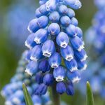 Muscari 'Blue Magic' (grape hyacinth) - Harding & Bloom