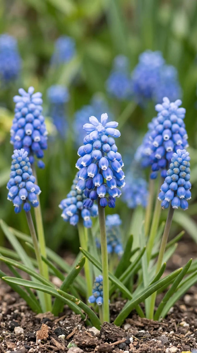 Muscari 'Blue Magic' (grape hyacinth) - Harding & Bloom
