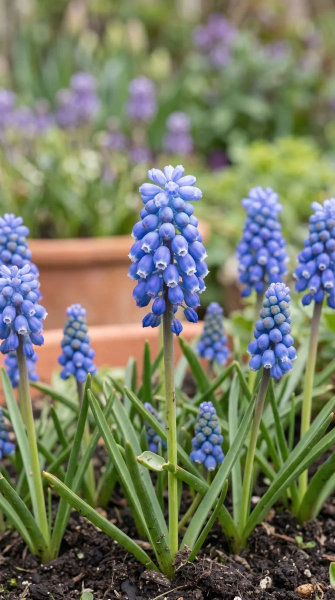 Muscari 'Blue Magic' (grape hyacinth) - Harding & Bloom
