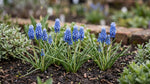 Muscari 'Blue Magic' (grape hyacinth) - Harding & Bloom