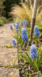 Muscari 'Blue Magic' (grape hyacinth) - Harding & Bloom