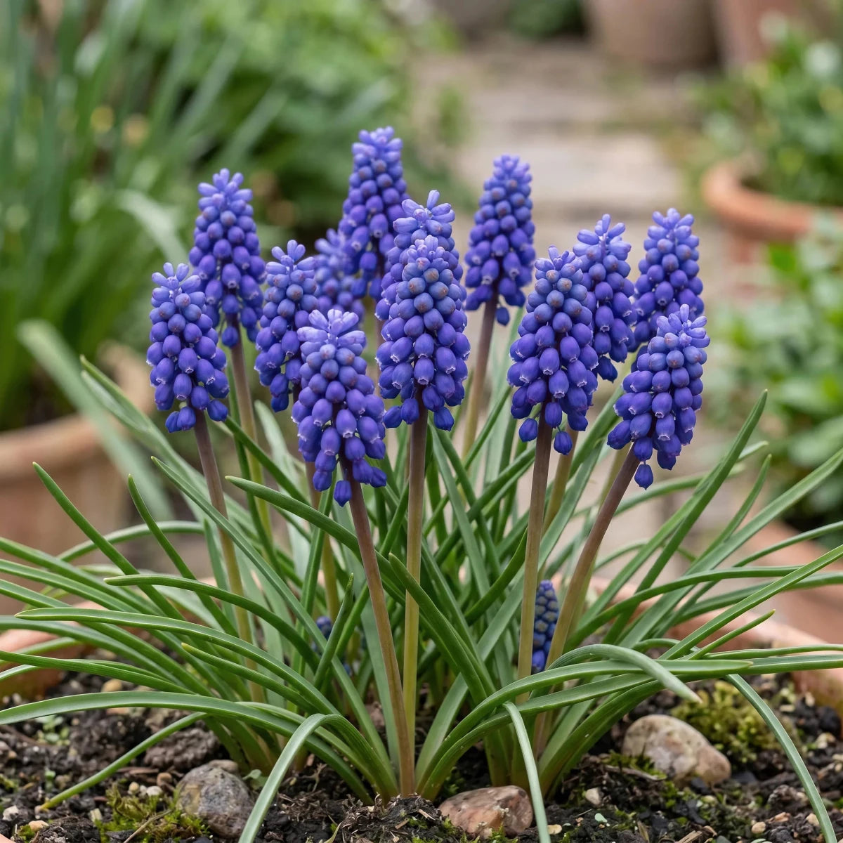 Muscari 'armeniacum' (Armenian grape hyacinth) - Harding & Bloom