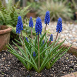 Muscari 'armeniacum' (Armenian grape hyacinth) - Harding & Bloom