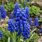 Muscari 'armeniacum' (Armenian grape hyacinth) - Harding & Bloom