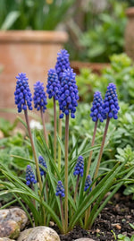 Muscari 'armeniacum' (Armenian grape hyacinth) - Harding & Bloom