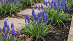 Muscari 'armeniacum' (Armenian grape hyacinth) - Harding & Bloom