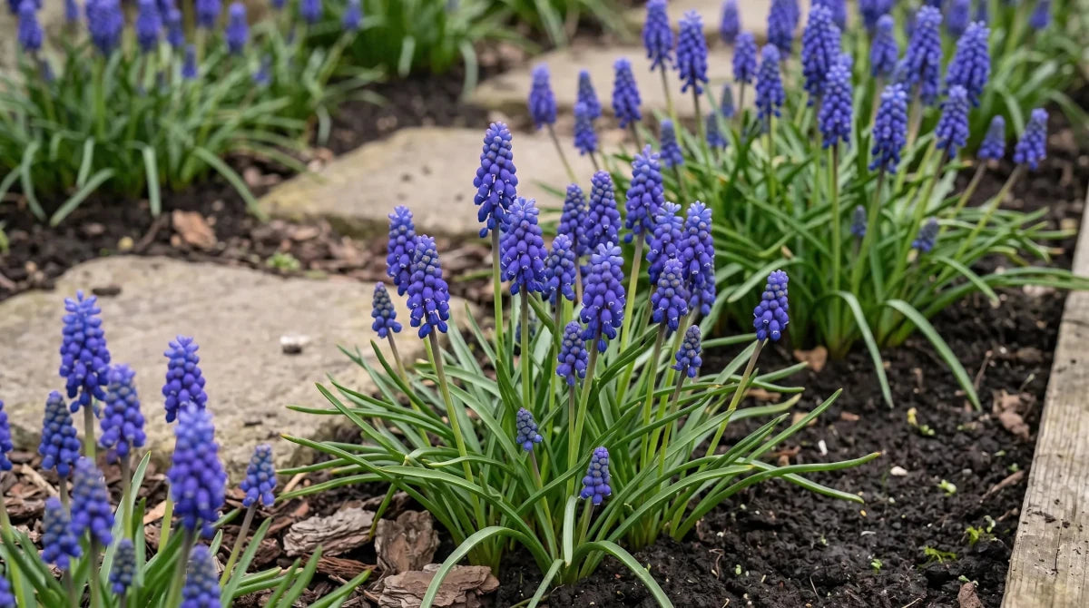 Muscari 'armeniacum' (Armenian grape hyacinth) - Harding & Bloom