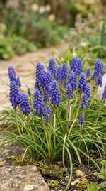 Muscari 'armeniacum' (Armenian grape hyacinth) - Harding & Bloom