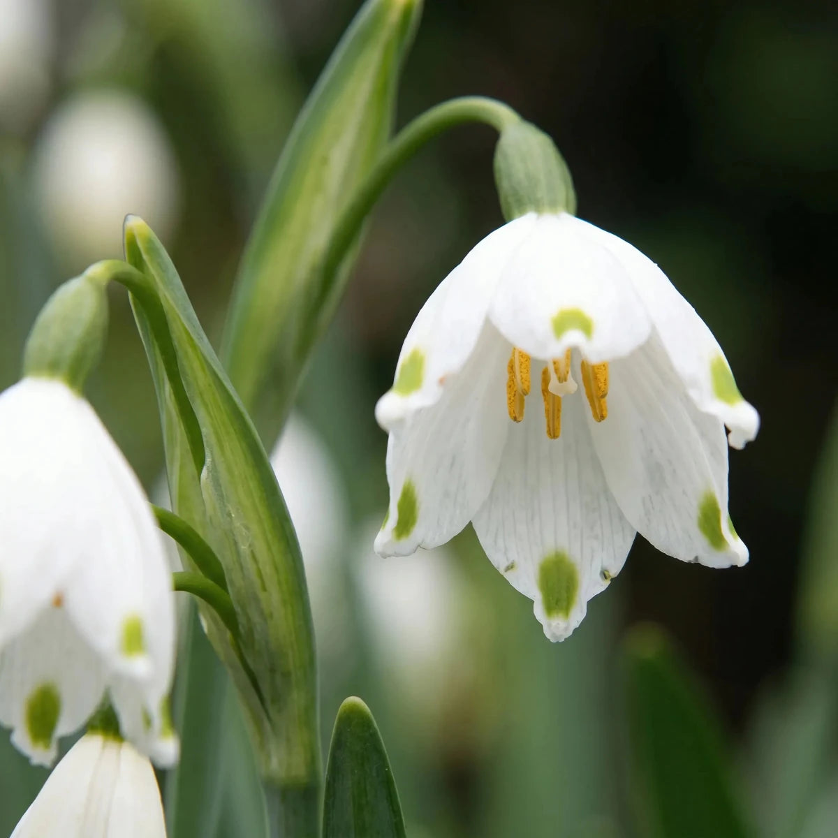 Leucojum 'Gravetye Giant' (Summer snowflake) - Harding & Bloom