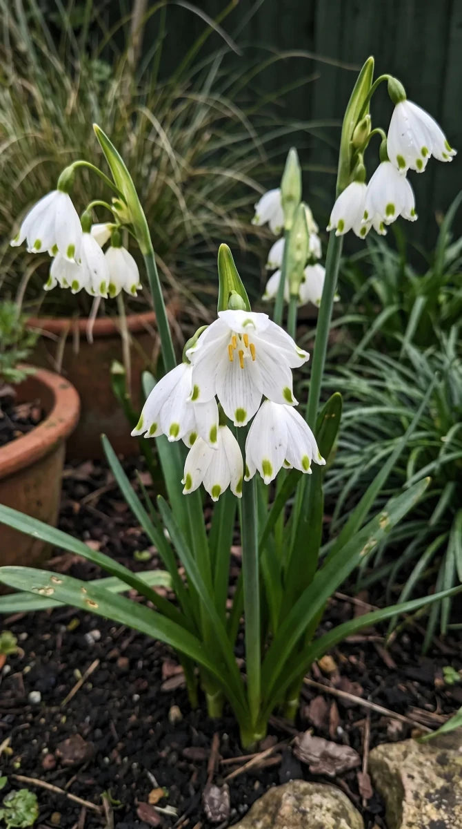 Leucojum 'Gravetye Giant' (Summer snowflake) - Harding & Bloom