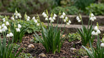 Leucojum 'Gravetye Giant' (Summer snowflake) - Harding & Bloom