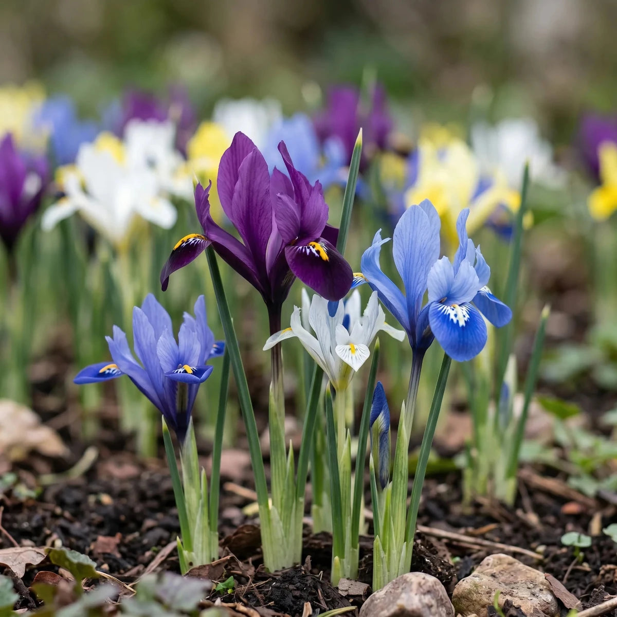 Iris 'Mixed' - Harding & Bloom