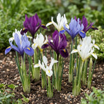 Iris 'Mixed' - Harding & Bloom