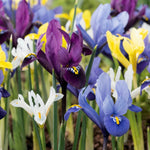 Iris 'Mixed' - Harding & Bloom