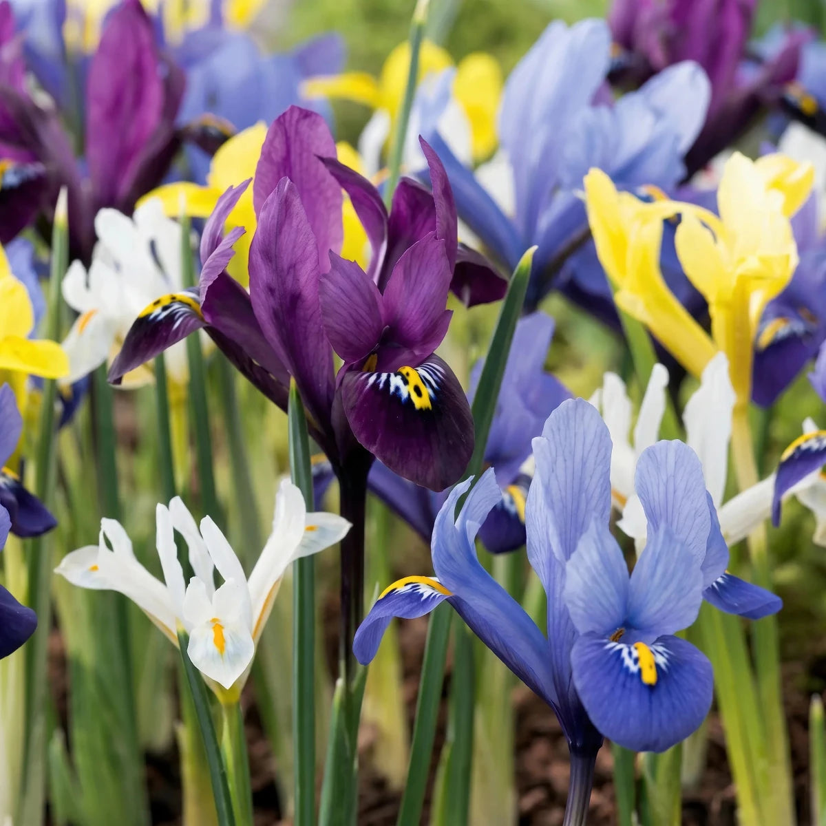 Iris 'Mixed' - Harding & Bloom
