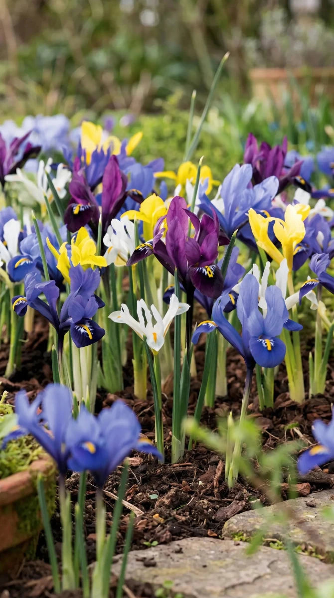 Iris 'Mixed' - Harding & Bloom