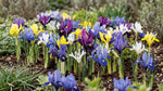 Iris 'Mixed' - Harding & Bloom