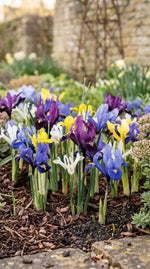 Iris 'Mixed' - Harding & Bloom