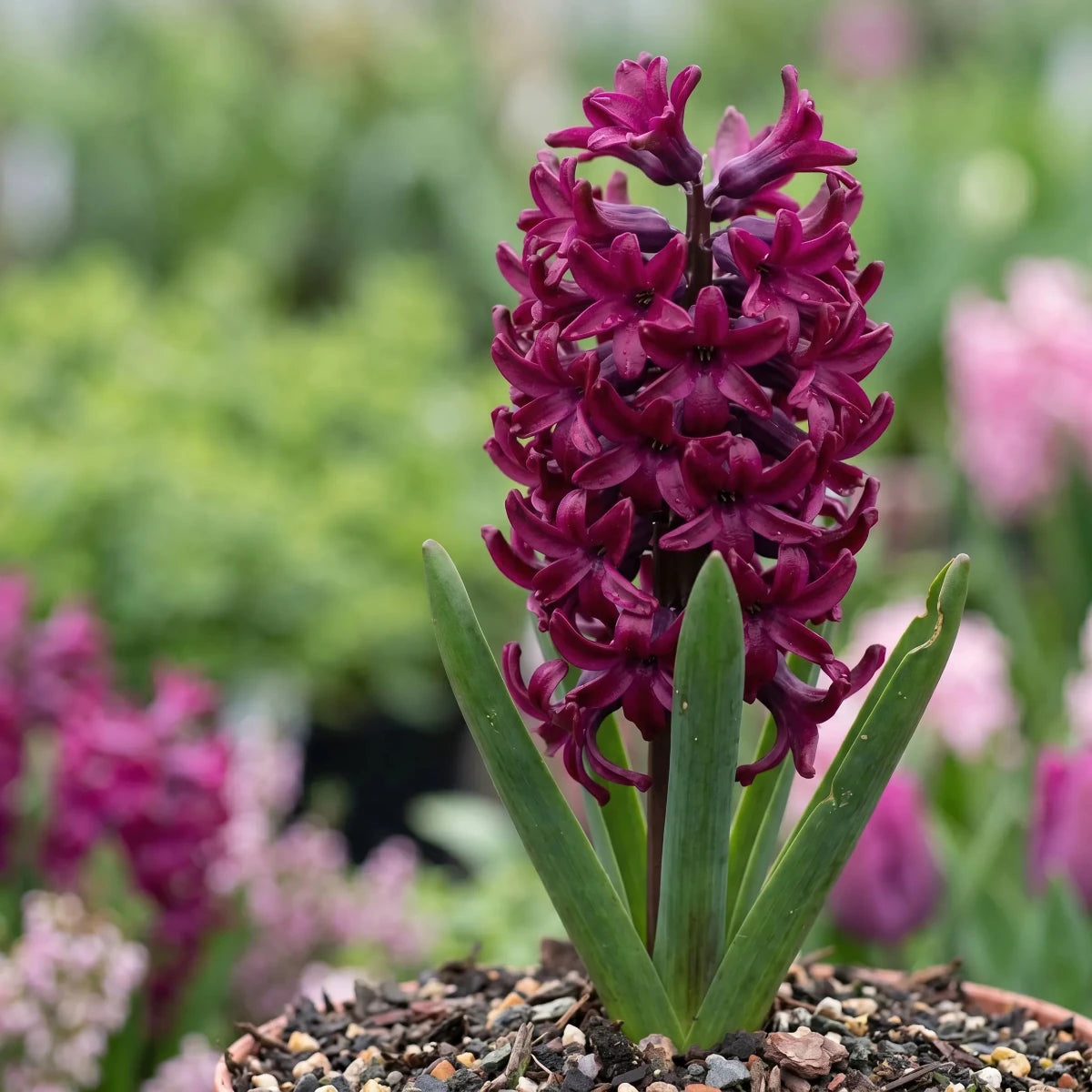 Hyacinthus 'Woodstock' - Harding & Bloom