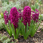 Hyacinthus 'Woodstock' - Harding & Bloom