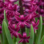 Hyacinthus 'Woodstock' - Harding & Bloom