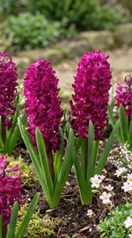 Hyacinthus 'Woodstock' - Harding & Bloom