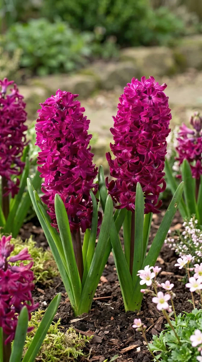 Hyacinthus 'Woodstock' - Harding & Bloom