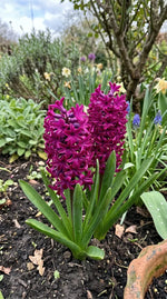 Hyacinthus 'Woodstock' - Harding & Bloom