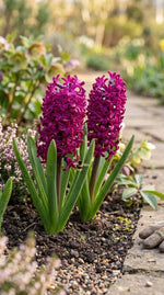 Hyacinthus 'Woodstock' - Harding & Bloom