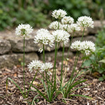 Triteleia 'Hyacinthina' (Wild hyacinth) - Harding & Bloom