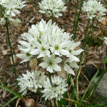 Triteleia 'Hyacinthina' (Wild hyacinth) - Harding & Bloom