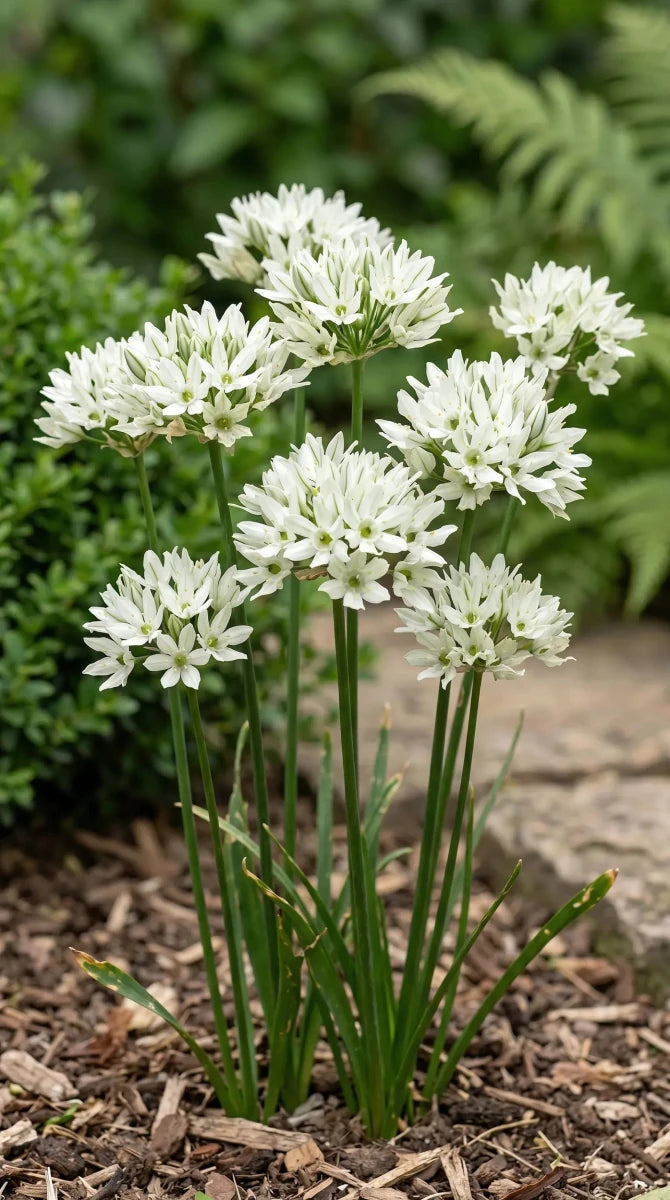 Triteleia 'Hyacinthina' (Wild hyacinth) - Harding & Bloom
