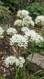 Triteleia 'Hyacinthina' (Wild hyacinth) - Harding & Bloom