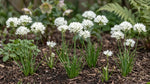 Triteleia 'Hyacinthina' (Wild hyacinth) - Harding & Bloom