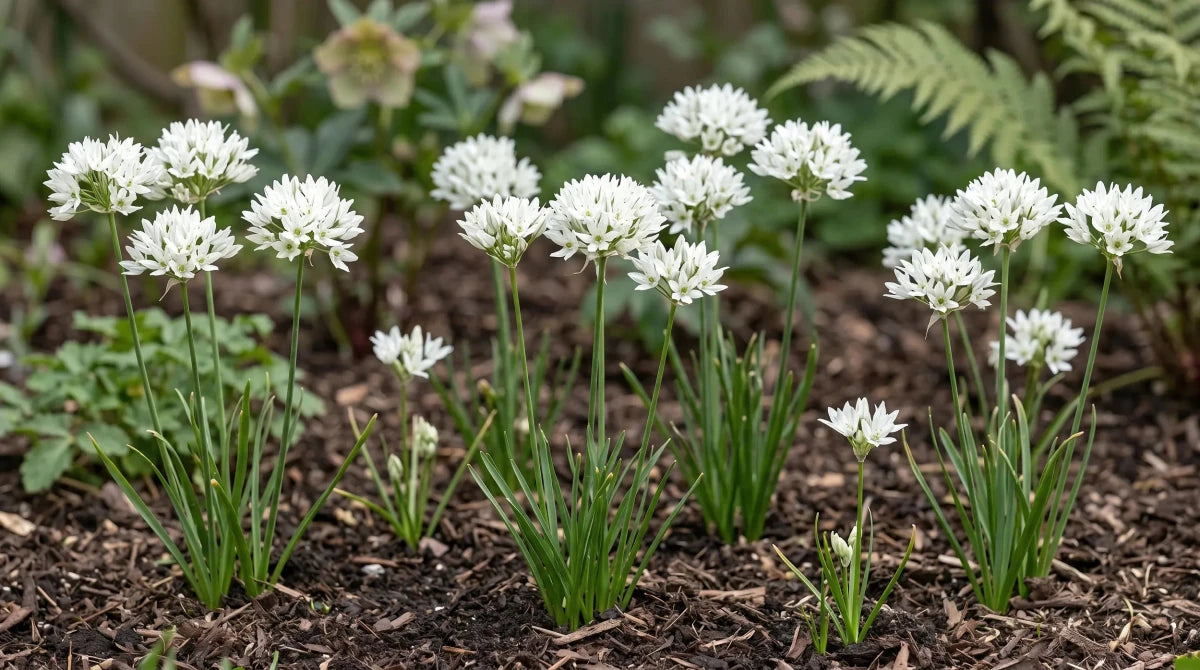 Triteleia 'Hyacinthina' (Wild hyacinth) - Harding & Bloom